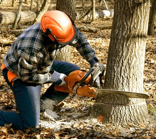 Tree Removal in Bismarck, AR